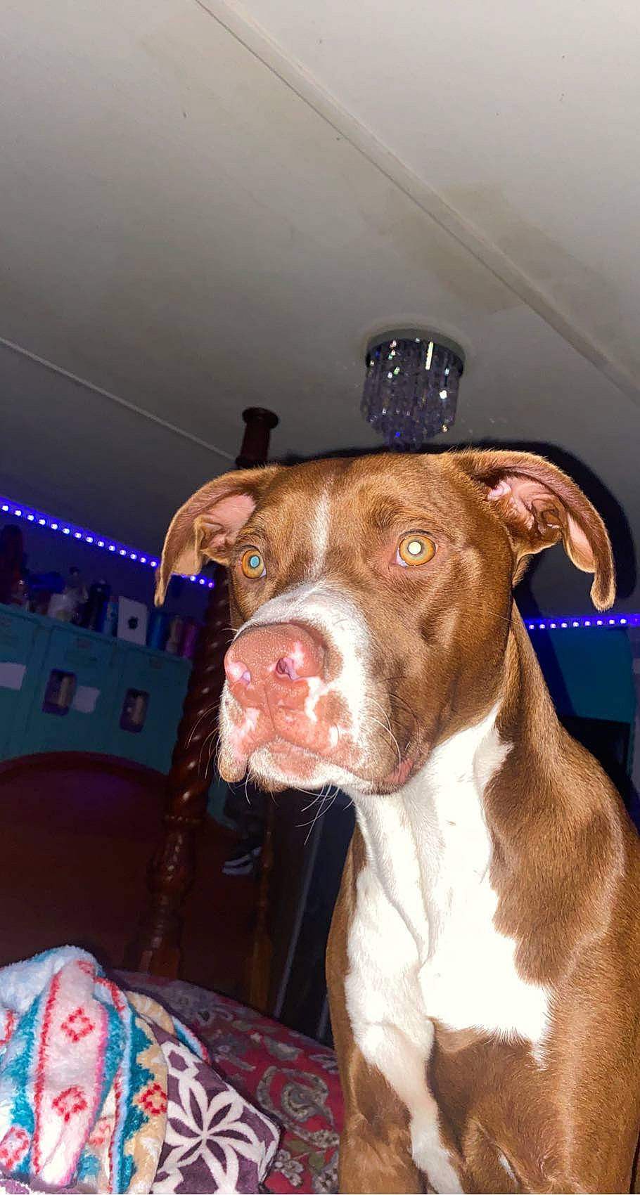 Nash joined the competition — help win amazing prizes! canidae, carnivore, collar, companion_dog, dog, dog_breed, dog_collar, dog_supply, fawn, fur, guard_dog, hunting_dog, liver, non_sporting_group, snout, sporting_group, whiskers, working_animal, working_dog