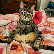 Buddy joined the competition — help win amazing prizes! cat, tabby, pet, animal, indoor, bed, blanket, floral_pattern, feline, relaxed, sitting, curious, fur, whiskers, ears, collar, tail, domestic, cute, cozy