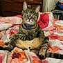 animal, bed, blanket, cat, collar, cozy, curious, cute, domestic, ears, feline, floral_pattern, fur, indoor, pet, relaxed, sitting, tabby, tail, whiskers