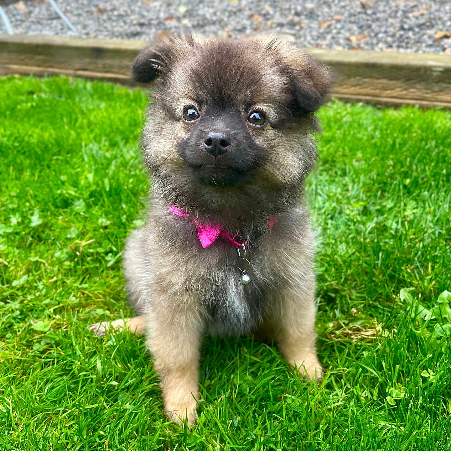 Tinka