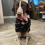 Hana is registered to the contest to win money with this photo: basket, bow_tie, carpet, collar, couch, dog, ears, floor, furniture, home, indoor, living_room, person, pet_tag, shelf, shirt, sitting, spot_pattern, window, wood_floor