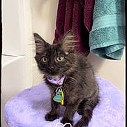 Waffle joined the competition — help win amazing prizes! kitten, cat, pet, purple_collar, indoor, towels, furniture, soft, fluffy, black_cat, cute, animal, fur, small, alert, sitting, collar_tag, cozy, curious, cushion