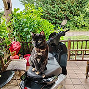 Fuji participe au concours pour gagner de l'argent avec cette photo : cat, tortoiseshell_cat, scooter, motorbike, seat, porch, tile_floor, chair, wooden_furniture, plants, greenery, outdoor, pet, animal, feline, backyard, garden, daylight, nature, curious