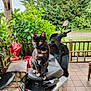 animal, backyard, cat, chair, curious, daylight, feline, garden, greenery, motorbike, nature, outdoor, pet, plants, porch, scooter, seat, tile_floor, tortoiseshell_cat, wooden_furniture