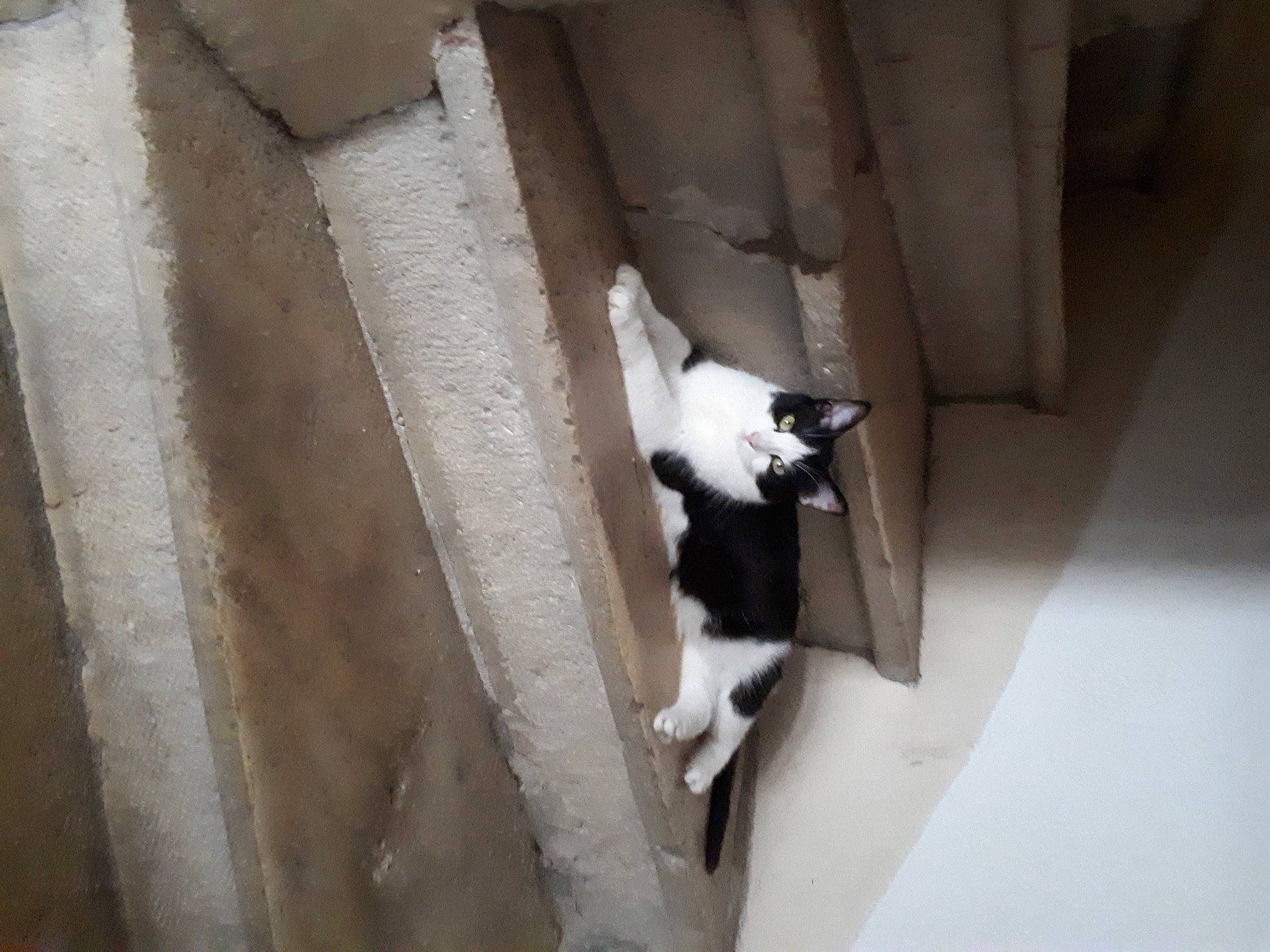 Tomy participe au concours pour gagner de l'argent avec cette photo :