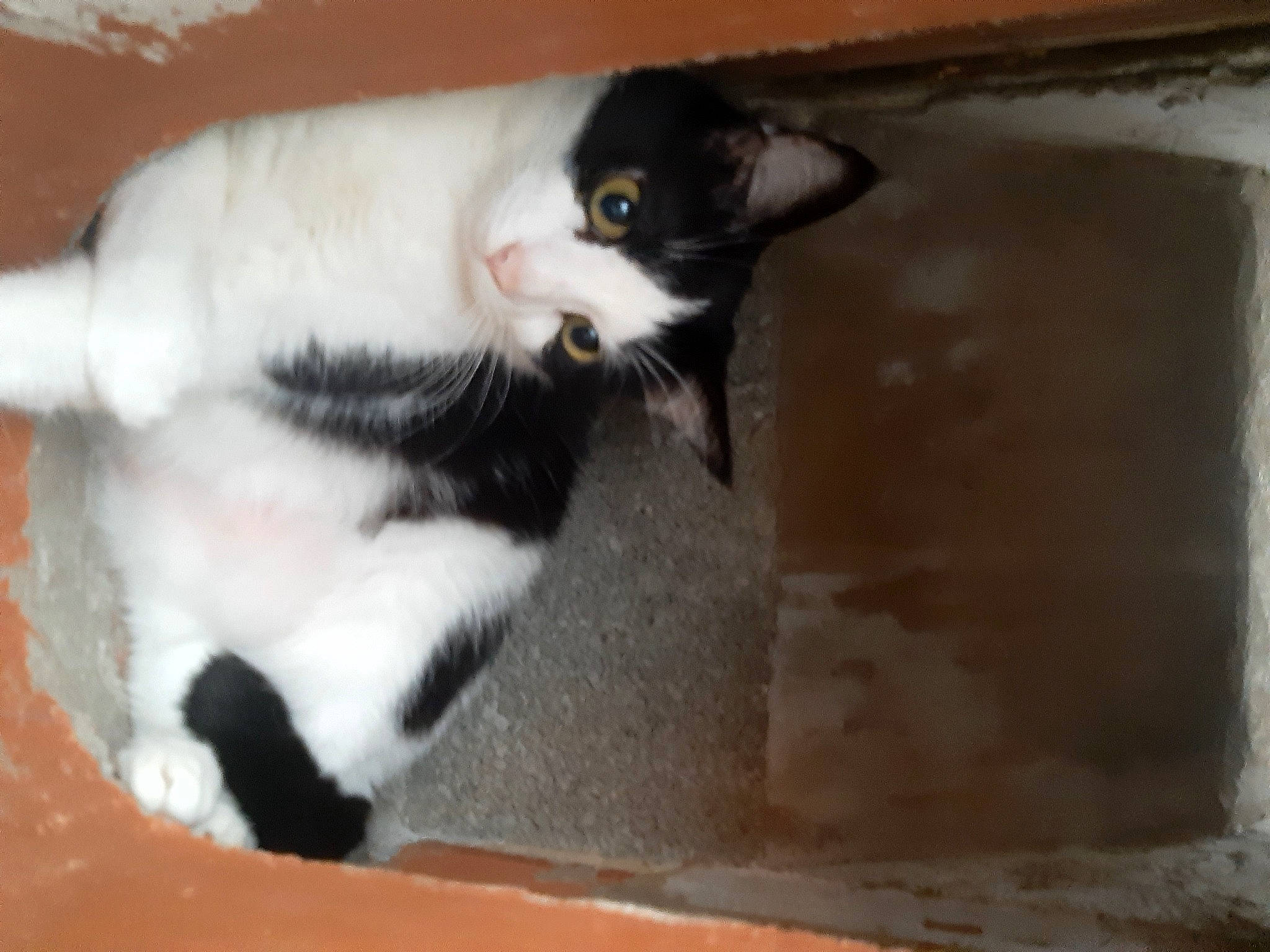 Tomy a rejoint le concours — aidez-le/la à gagner de superbes lots ! carnivore, cat, claw, domestic_short_haired_cat, felidae, flooring, fur, hardwood, paw, small_to_medium_sized_cats, snout, tail, whiskers, wood