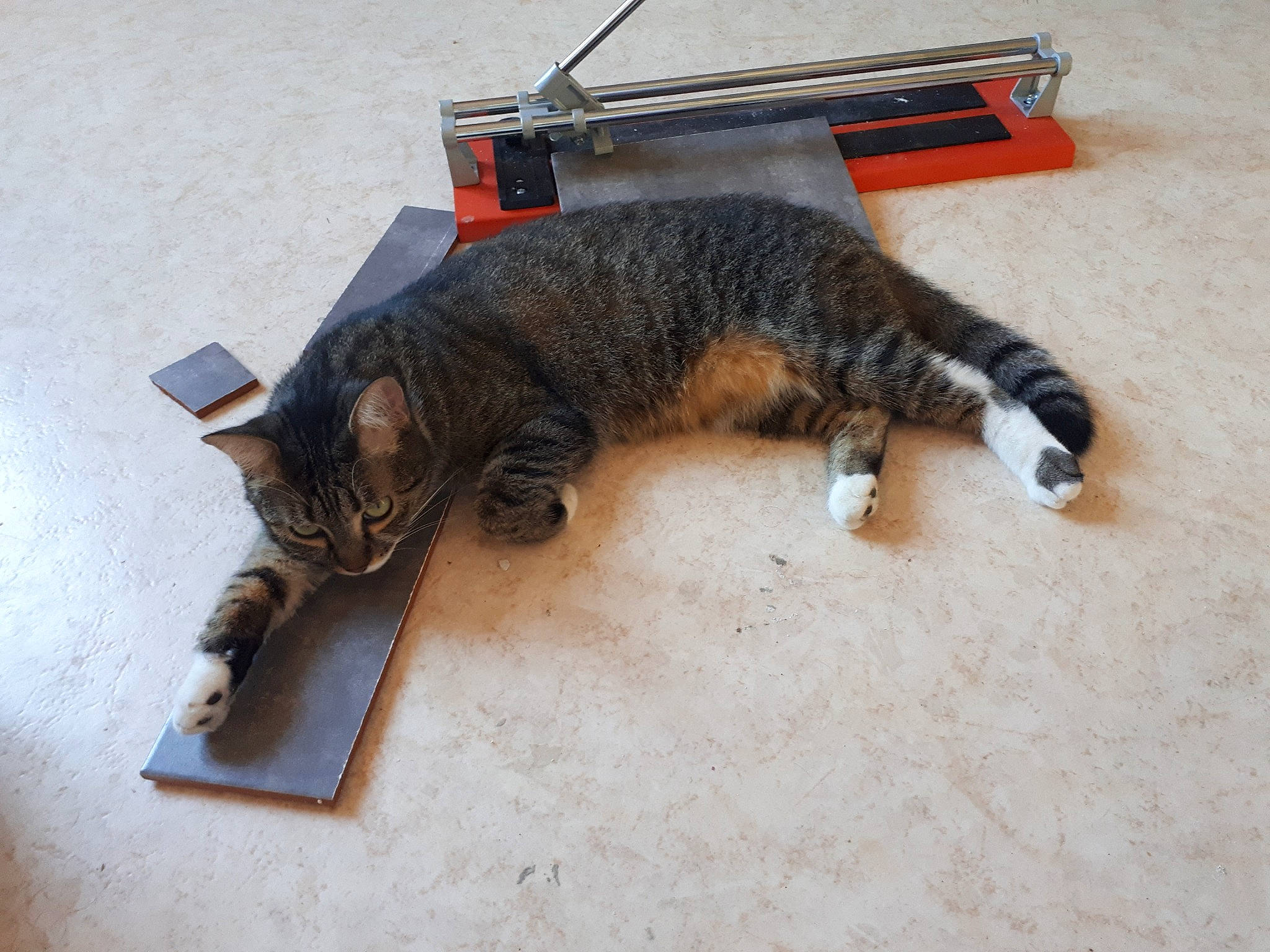 Nexo participe au concours pour gagner de l'argent avec cette photo : carnivore, cat, claw, domestic_short_haired_cat, dragon_li, european_shorthair, felidae, fur, paw, small_to_medium_sized_cats, tabby_cat, tail, toyger, whiskers