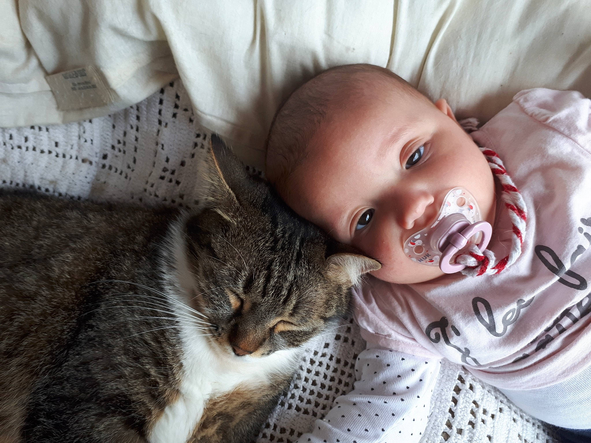 Nexo participe au concours pour gagner de l'argent avec cette photo : baby, beauty, carnivore, cat, cheek, child, comfort, ear, eye, face, felidae, fur, head, nose, photography, skin, small_to_medium_sized_cats, smile, toddler, whiskers