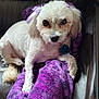 dog, white_dog, pet, ribbon, purple_blanket, leather_couch, indoor, cute, fur, animal, relaxed, small_dog, companion, looking_at_camera, domestic_animal, cozy, resting, paw, ears, collar