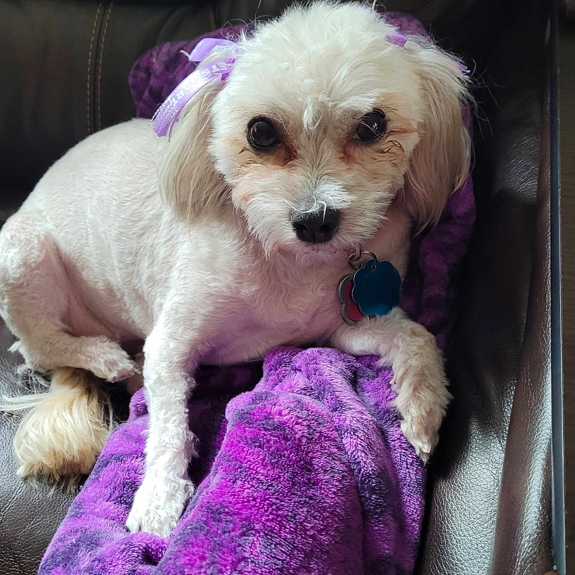 Bella is registered to the contest to win money with this photo: animal, collar, companion, cozy, cute, dog, domestic_animal, ears, fur, indoor, leather_couch, looking_at_camera, paw, pet, purple_blanket, relaxed, resting, ribbon, small_dog, white_dog