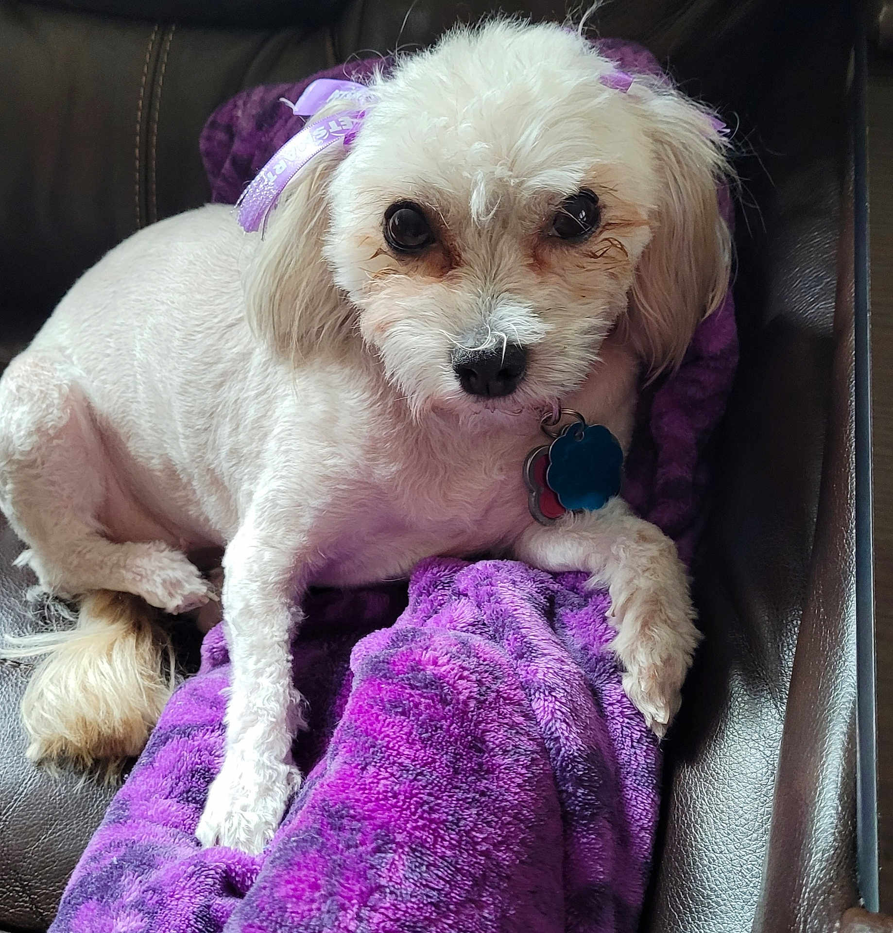 Bella is registered to the contest to win money with this photo: dog, white_dog, pet, ribbon, purple_blanket, leather_couch, indoor, cute, fur, animal, relaxed, small_dog, companion, looking_at_camera, domestic_animal, cozy, resting, paw, ears, collar