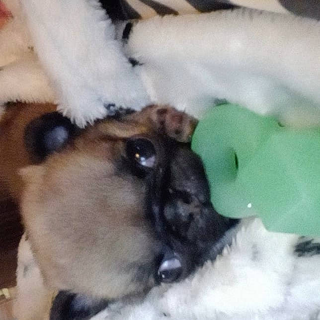 Lydia joined the competition — help win amazing prizes! ancient_dog_breeds, carnivore, companion_dog, dog_breed, event, fawn, felidae, freezing, fur, paw, photo_caption, sheep, small_to_medium_sized_cats, snow, tail, terrestrial_animal, whiskers, wildlife, winter