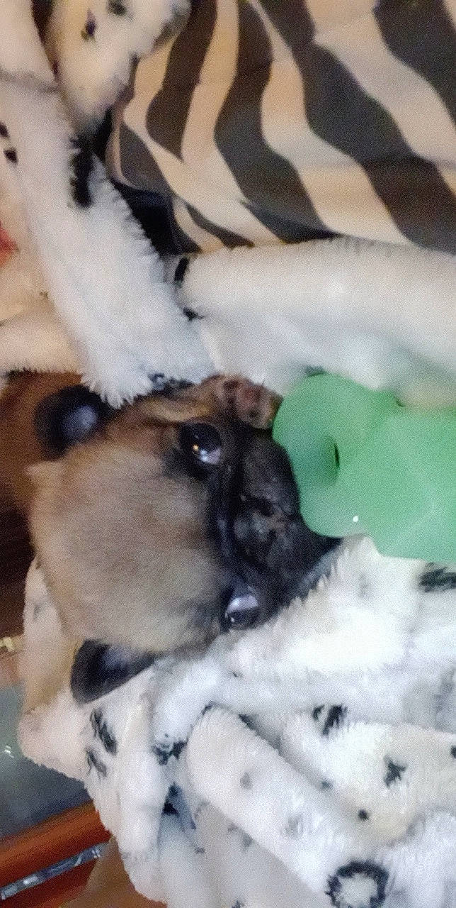 Lydia joined the competition — help win amazing prizes! canidae, carnivore, claw, companion_dog, dog, dog_breed, fawn, felidae, freezing, fur, paw, pet_supply, snow, sporting_group, tail, toy_dog, whiskers, wildlife, winter, working_animal