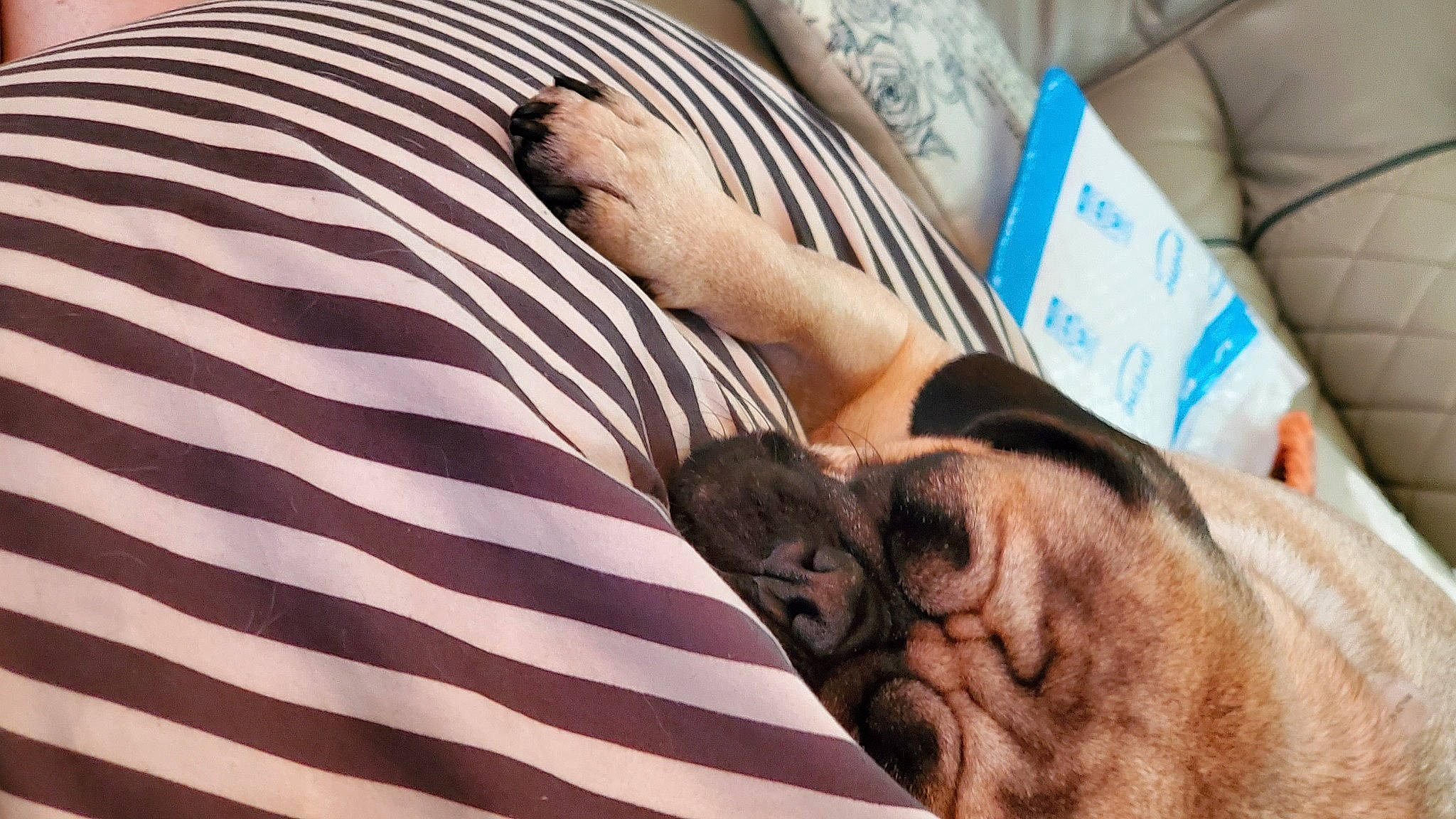 Wednesday is registered to the contest to win money with this photo: bedding, comfort, companion_dog, fawn, felidae, finger, flag_of_the_united_states, foot, fur, gesture, human_leg, linens, mammal, nail, pattern, room, small_to_medium_sized_cats, textile, vertebrate, wrinkle