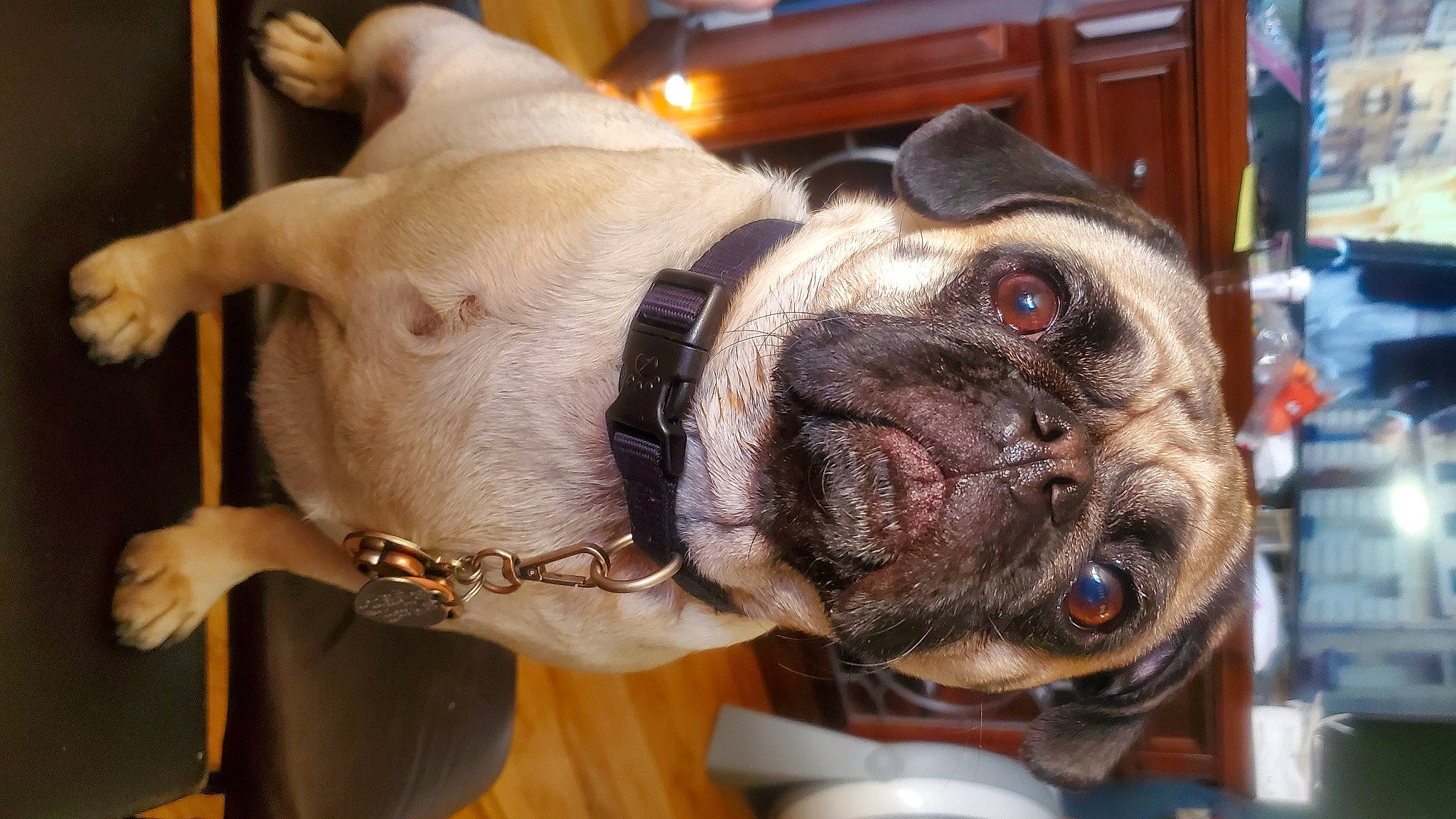 Wednesday joined the competition — help win amazing prizes! ancient_dog_breeds, cabinetry, carnivore, collar, companion_dog, dog, dog_breed, dog_collar, drawer, ear, fawn, fur, leash, molosser, snout, whiskers, window, working_animal, working_dog, wrinkle