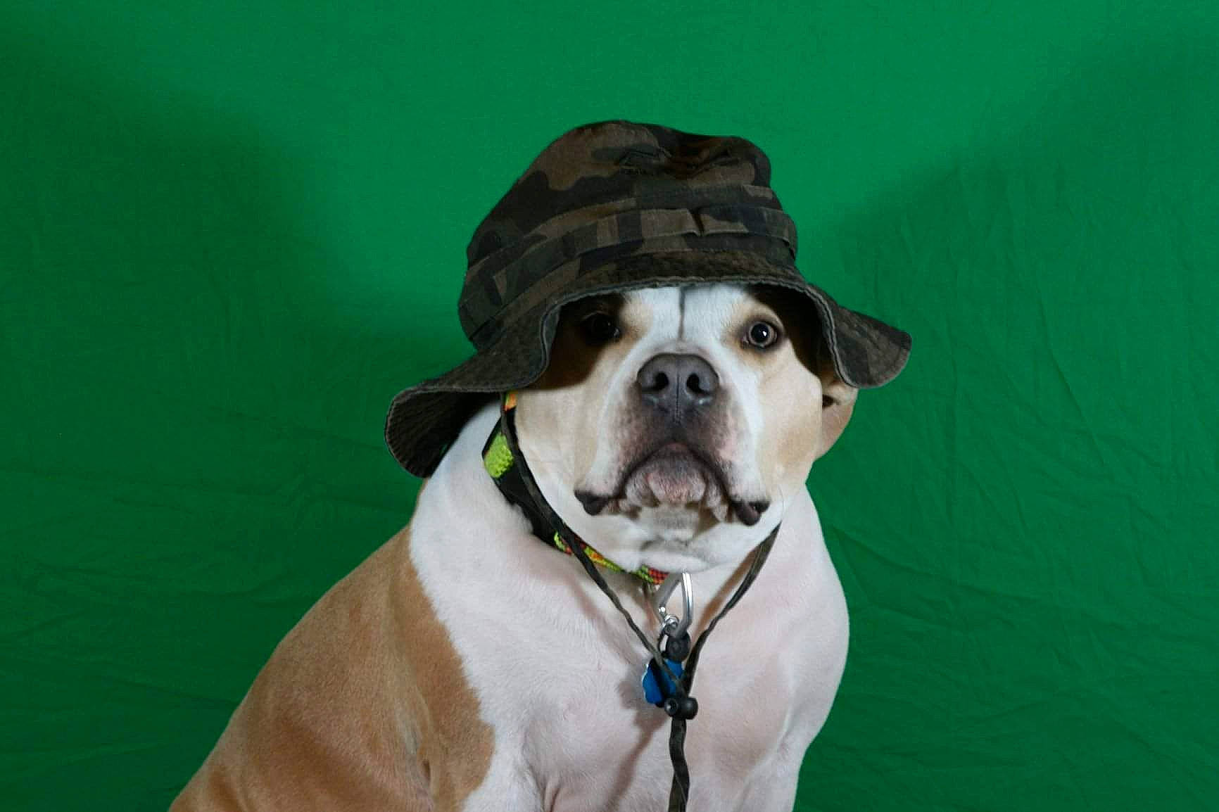 Tank is registered to the contest to win money with this photo: carnivore, collar, companion_dog, costume_hat, dog, dog_breed, dog_collar, dog_supply, fashion_accessory, fawn, fedora, green, hat, leash, pet_supply, snout, sporting_group, sun_hat, whiskers, working_animal