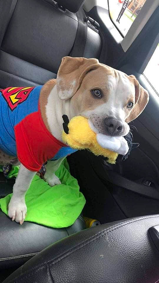Tank joined the competition — help win amazing prizes! canidae, car, carnivore, collar, companion_dog, dog, dog_breed, dog_clothes, dog_supply, fawn, motor_vehicle, pet_supply, seat_belt, snout, sporting_group, stuffed_toy, vehicle, vehicle_door, working_animal, yellow