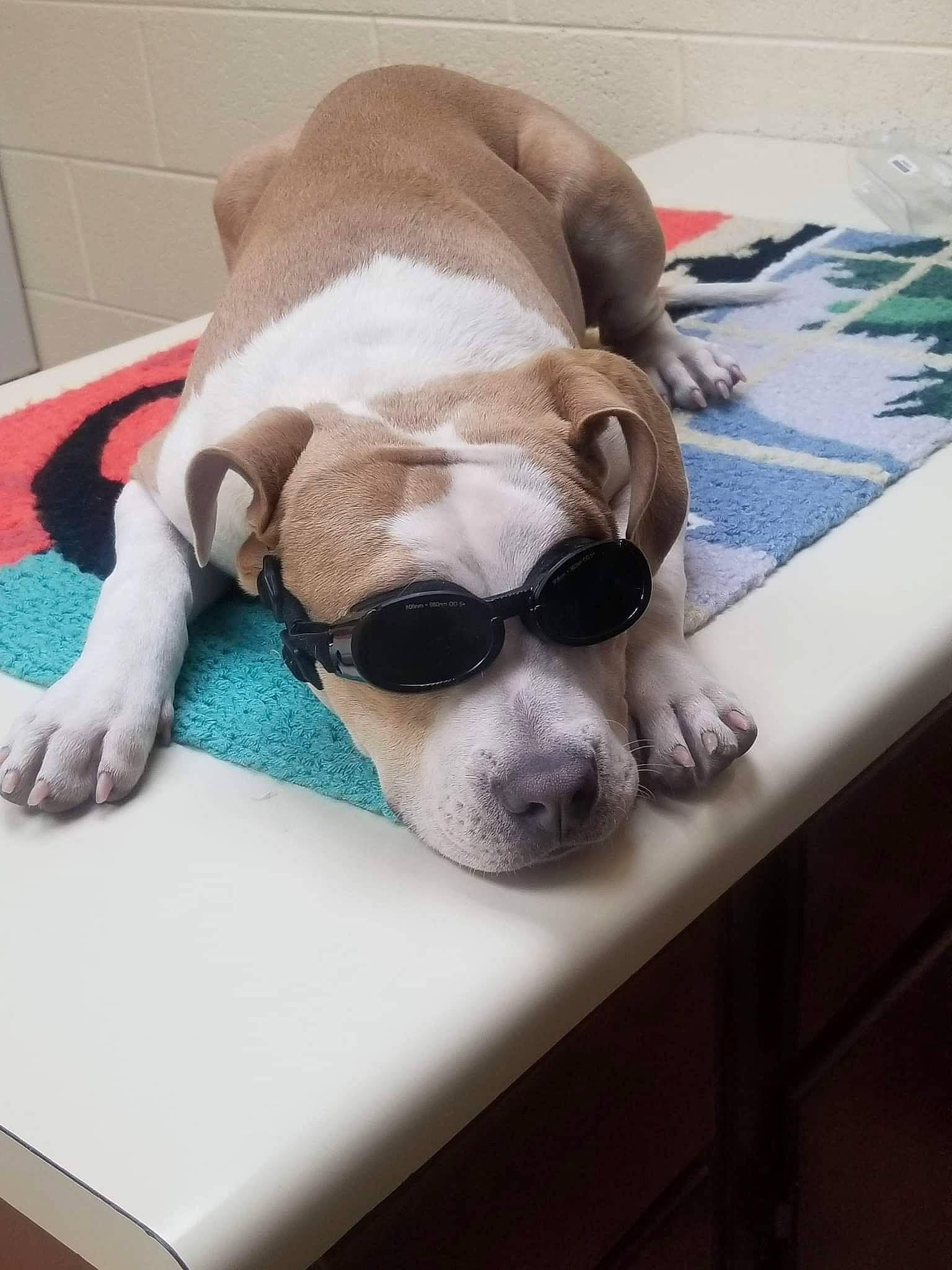Tank is registered to the contest to win money with this photo: carnivore, collar, comfort, companion_dog, dog, dog_bed, dog_breed, dog_collar, dog_supply, eyewear, fawn, glasses, goggles, linens, pet_supply, snout, sunglasses, toy_dog, vision_care, working_animal