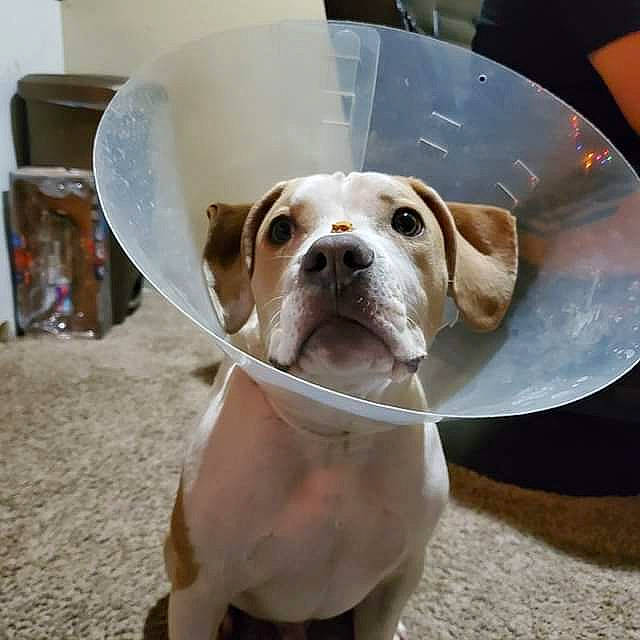 Tank joined the competition — help win amazing prizes! bulldog, canidae, carnivore, collar, companion_dog, dog, dog_breed, dog_collar, eye, fawn, liver, non_sporting_group, pet_supply, puppy, puppy_love, snout, sporting_group, whiskers, working_animal, wrinkle