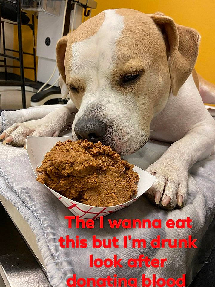 Tank is registered to the contest to win money with this photo: animal_feed, carnivore, comfort_food, companion_dog, cuisine, dish, dog, dog_breed, dog_supply, fawn, food, ingredient, pet_supply, recipe, seasoning, snout, spice, tableware, whiskers, working_animal