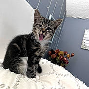 Willie is registered to the contest to win money with this photo: kitten, cat, tongue_out, tabby, indoor, blanket, white, decor, flowers, string_lights, playful, cute, pet, feline, young, fur, animal, cozy, home, wall