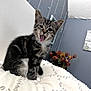 kitten, cat, tongue_out, tabby, indoor, blanket, white, decor, flowers, string_lights, playful, cute, pet, feline, young, fur, animal, cozy, home, wall