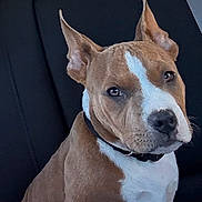 Bossy joined the competition — help win amazing prizes! dog, brown, white, pet, canine, car_interior, seat, seatbelt, jacket, animal, ears, collar, fur, portrait, looking, sitting, closeup, indoor, domestic_animal, alert