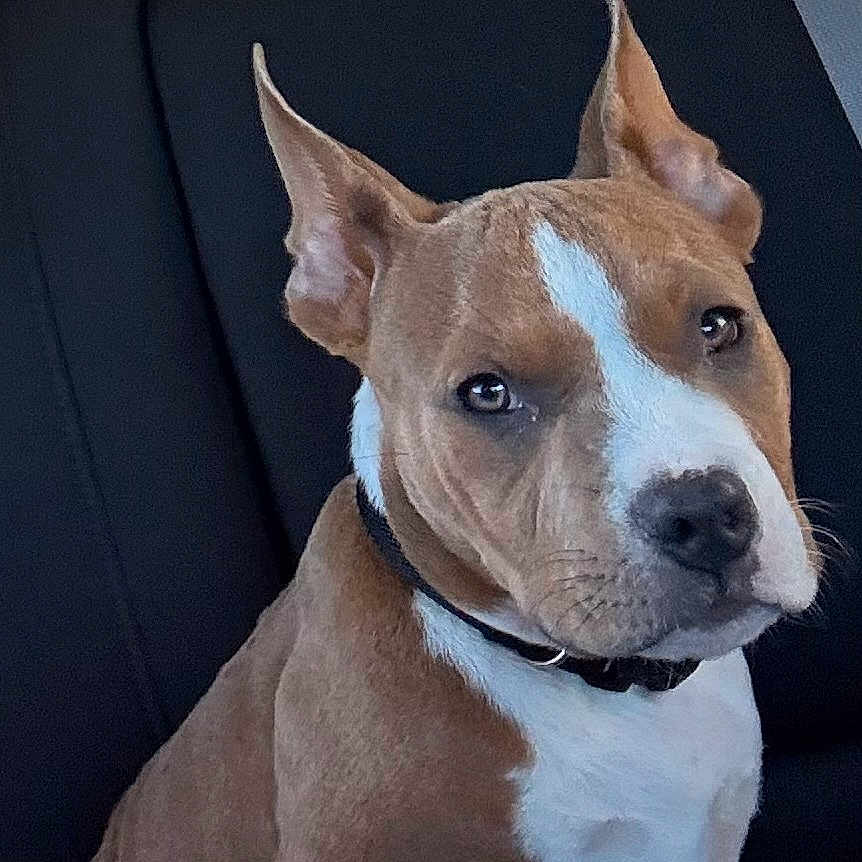 Bossy joined the competition — help win amazing prizes! alert, animal, brown, canine, car_interior, closeup, collar, dog, domestic_animal, ears, fur, indoor, jacket, looking, pet, portrait, seat, seatbelt, sitting, white