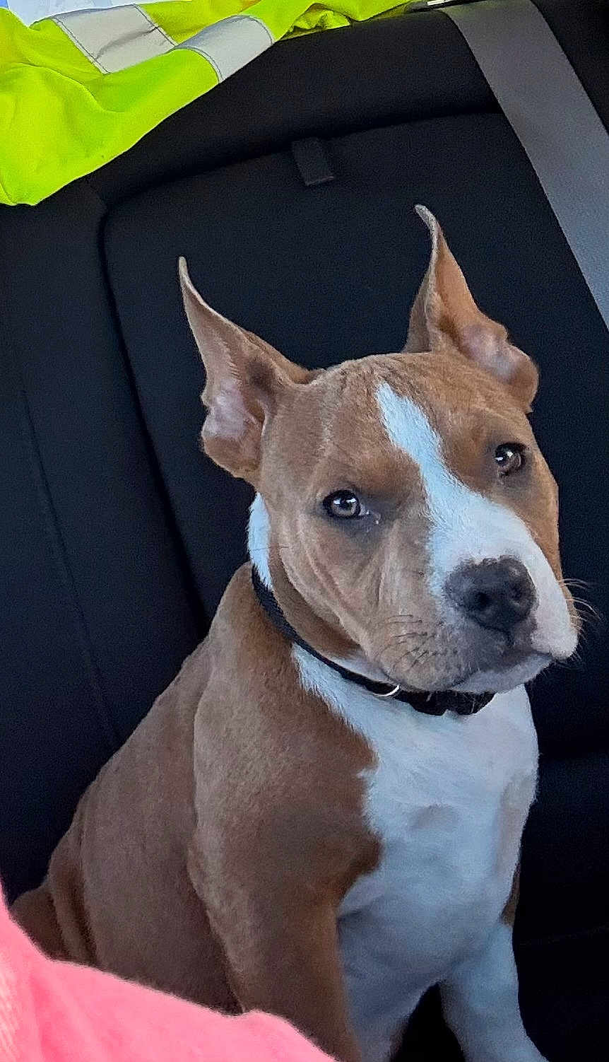 Bossy joined the competition — help win amazing prizes! dog, brown, white, pet, canine, car_interior, seat, seatbelt, jacket, animal, ears, collar, fur, portrait, looking, sitting, closeup, indoor, domestic_animal, alert