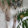 animal, blue_eyes, brown_fur, cabinet, cat, curious, domestic_animal, feline, green_leaves, home, indoor, leaf, nature_indoor, paws, pet, plant, portrait, relaxed, whiskers, white_fur
