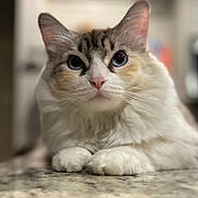 Horchata is registered to the contest to win money with this photo: blue_eyes, cat, close_up, countertop, cute, ears, feline, fluffy_fur, indoor, looking_at_camera, marble_countertop, nose, paws, pet, portrait, shallow_depth_of_field, soft_focus, tabby_markings, whiskers, white_fur