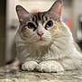 blue_eyes, cat, close_up, countertop, cute, ears, feline, fluffy_fur, indoor, looking_at_camera, marble_countertop, nose, paws, pet, portrait, shallow_depth_of_field, soft_focus, tabby_markings, whiskers, white_fur