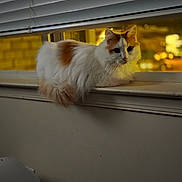 Magick joined the competition — help win amazing prizes! cat, windowsill, blinds, indoor, nighttime, orange_and_white, fluffy, pet, animal, window, feline, domestic_cat, resting, looking, cozy, blurred_background, light, shadow, home, curiosity