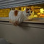 cat, windowsill, blinds, indoor, nighttime, orange_and_white, fluffy, pet, animal, window, feline, domestic_cat, resting, looking, cozy, blurred_background, light, shadow, home, curiosity