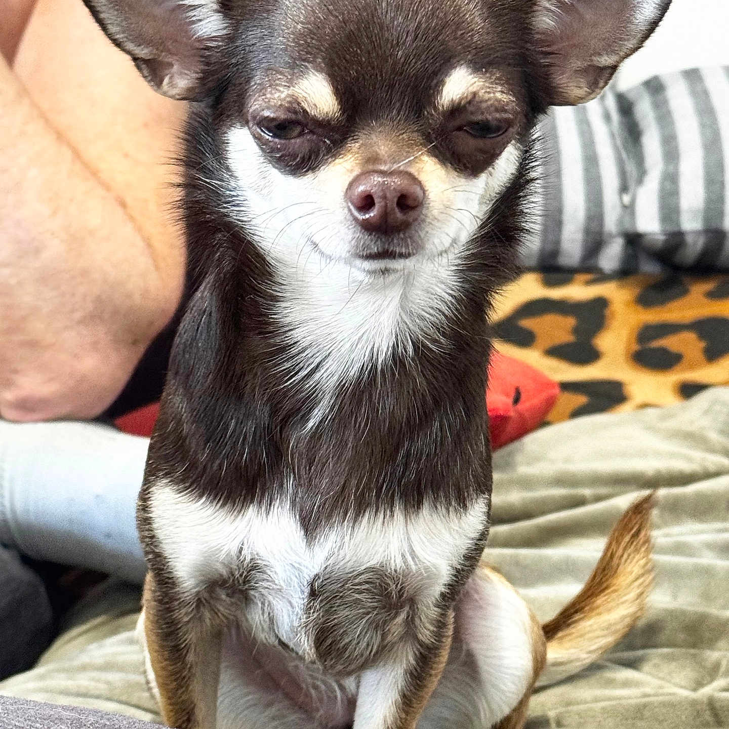 Uguette participe au concours pour gagner de l'argent avec cette photo : animal, blanket, chihuahua, closeup, companion, cushion, cute, dog, domestic_animal, ears, expression, face, fur, home, indoor, pet, relaxed, sitting, small_dog, tail