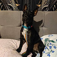 Paddy is registered to the contest to win money with this photo: dog, black_dog, collar, leash, couch, pillow, indoor, pet, animal, sitting, curious, cute, furniture, decor, fabric, portrait, companion, resting, domestic_animal, canine