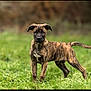 alert, animal, background_blur, brindle, canine, curious, dog, ears, field, fur, grass, greenery, muzzle, nature, outdoor, pet, portrait, puppy, standing, young_dog