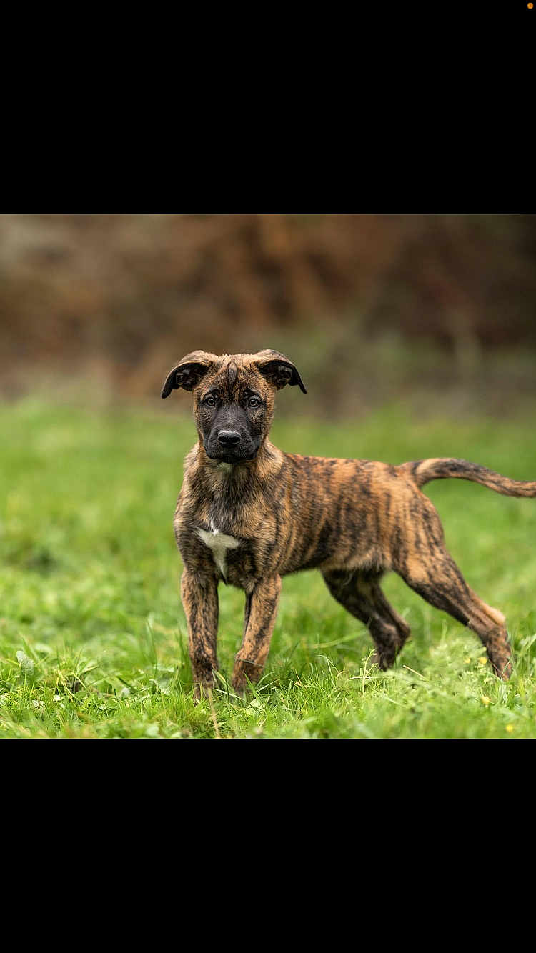 Oslo a rejoint le concours — aidez-le/la à gagner de superbes lots ! alert, animal, background_blur, brindle, canine, curious, dog, ears, field, fur, grass, greenery, muzzle, nature, outdoor, pet, portrait, puppy, standing, young_dog