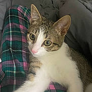 Tito joined the competition — help win amazing prizes! cat, kitten, tabby, white_fur, paw, bed, blanket, plaid, pajamas, person, indoor, pet, cute, fur, whiskers, ears, curious, resting, comfort, closeup
