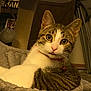 Tito joined the competition — help win amazing prizes! cat, tabby, pet, indoor, collar, bell, fur, whiskers, bed, cozy, curious, animal, mammal, cute, relaxed, domestic, feline, closeup, portrait, comfortable