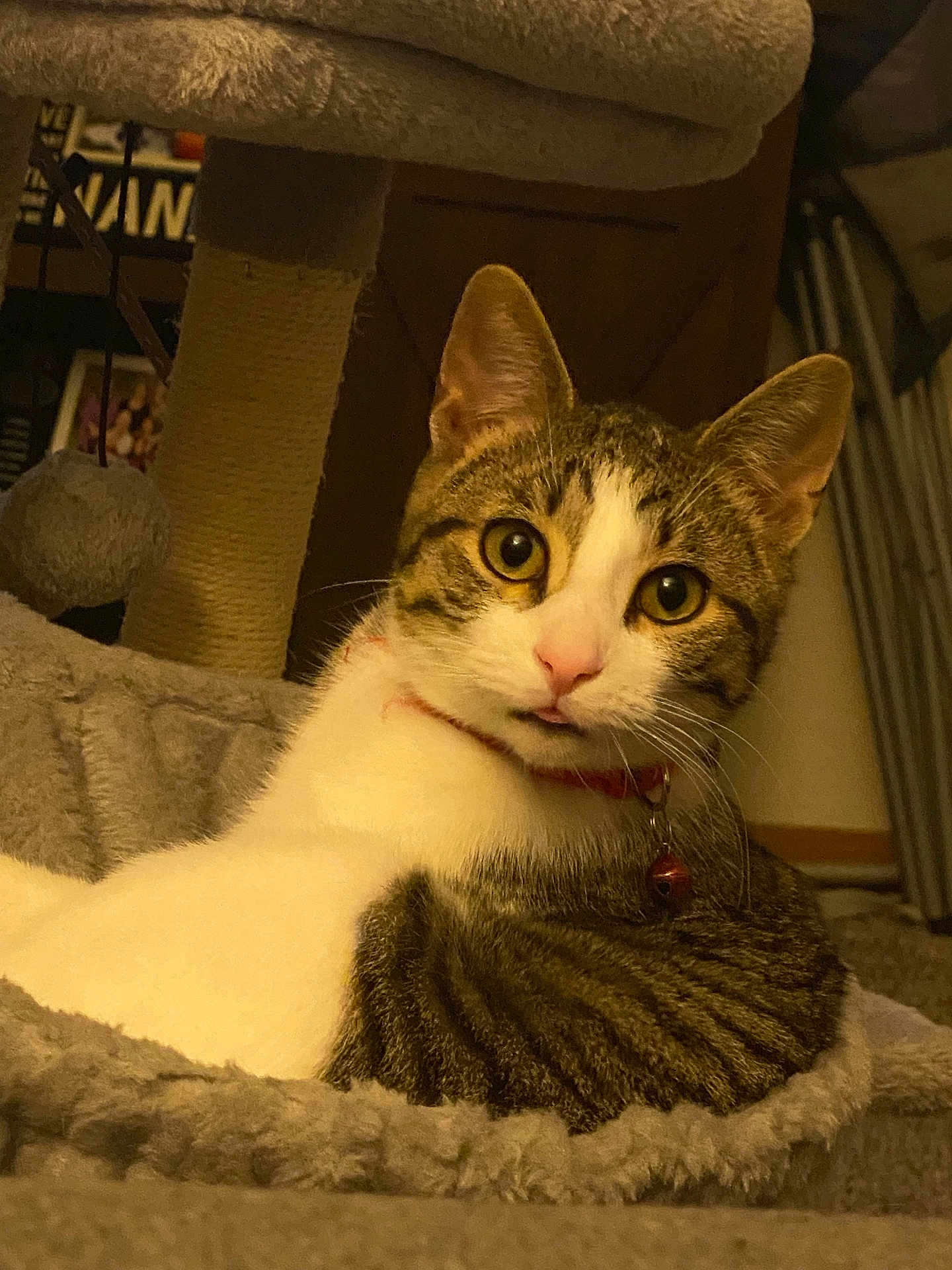 Tito joined the competition — help win amazing prizes! cat, tabby, pet, indoor, collar, bell, fur, whiskers, bed, cozy, curious, animal, mammal, cute, relaxed, domestic, feline, closeup, portrait, comfortable