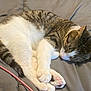 Tito is registered to the contest to win money with this photo: cat, sleeping, tabby, white_fur, pink_paw_pads, curled_up, cozy, indoor, blanket, gray, fur, pet, animal, resting, cute, whiskers, closed_eyes, relaxed, domestic_cat, soft