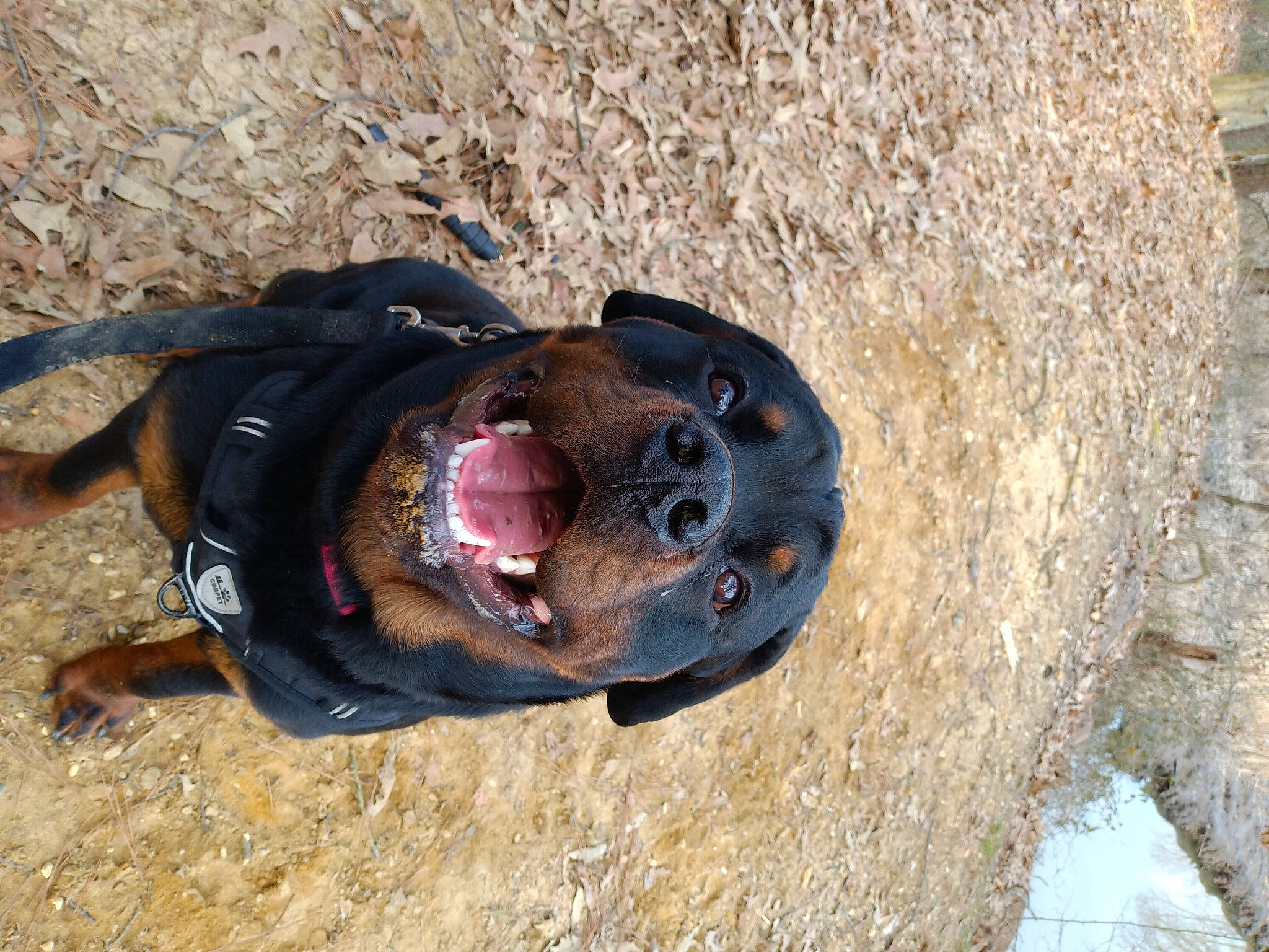 Buckwheat is registered to the contest to win money with this photo: adventure, bedrock, electric_blue, fashion_accessory, hat, helmet, landscape, personal_protective_equipment, recreation, reptile, rock, snout, soil, terrestrial_animal, tree, wood, working_animal