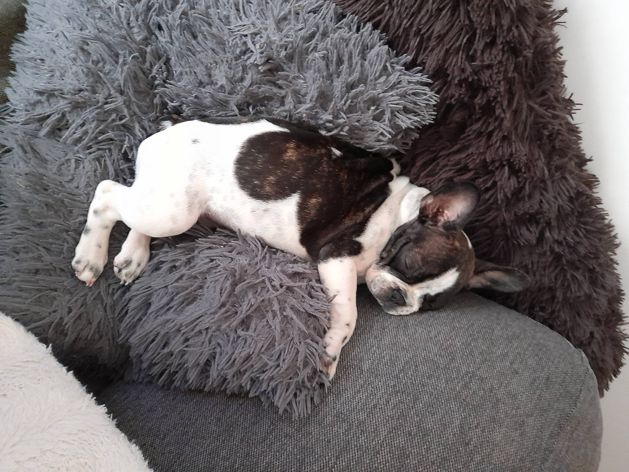 Pinky participe au concours pour gagner de l'argent avec cette photo : canidae, carnivore, comfort, companion_dog, dog, dog_breed, fawn, felidae, fur, grass, non_sporting_group, paw, small_to_medium_sized_cats, snout, sporting_group, tail, terrestrial_animal, working_animal