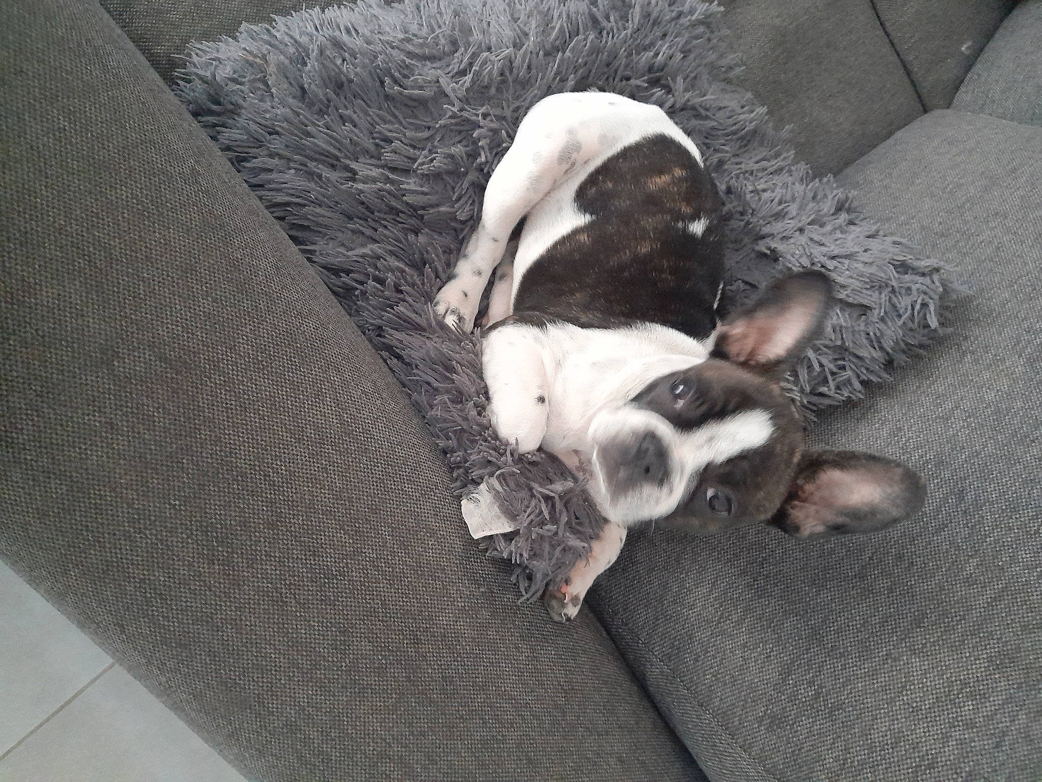Pinky participe au concours pour gagner de l'argent avec cette photo : canidae, carnivore, comfort, companion_dog, couch, dog, dog_breed, fawn, felidae, fur, grey, linens, mammal, paw, snout, sporting_group, tail, toy_dog, whiskers, working_animal