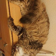 Looky Maman participe au concours pour gagner de l'argent avec cette photo : animal, cat, cozy, cute, face, feline, fluffy, fur, home, indoor, napping, paw, pet, relaxed, resting, sleeping, tabby, tail, whiskers, wooden_surface