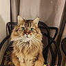 alert, cat, chair, cozy, curtain, cute, digital_clock, domestic_animal, feline, floral_heart, fluffy, fur, green_eyes, home, indoor, pet, portrait, sitting, time_overlay, whiskers