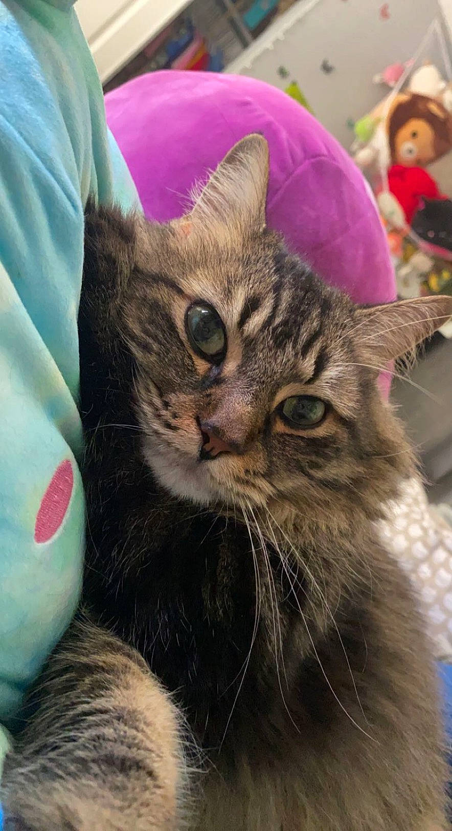 Fish is registered to the contest to win money with this photo: carnivore, cat, claw, comfort, domestic_short_haired_cat, ear, felidae, fur, maine_coon, paw, small_to_medium_sized_cats, snout, terrestrial_animal, whiskers