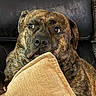 Snickerdoodle is registered to the contest to win money with this photo: animal, brindle, canine, closeup, comfort, couch, dog, domestic_animal, ears, eyes, face, fur, home, indoor, leather, nose, pet, pillow, relaxed, resting