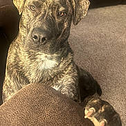 Snickerdoodle joined the competition — help win amazing prizes! animal, brindle, brown, canine, carpet, closeup, companion, cute, dog, domestic, ears, furniture, indoor, looking, mammal, paw, pawpads, pet, resting, texture
